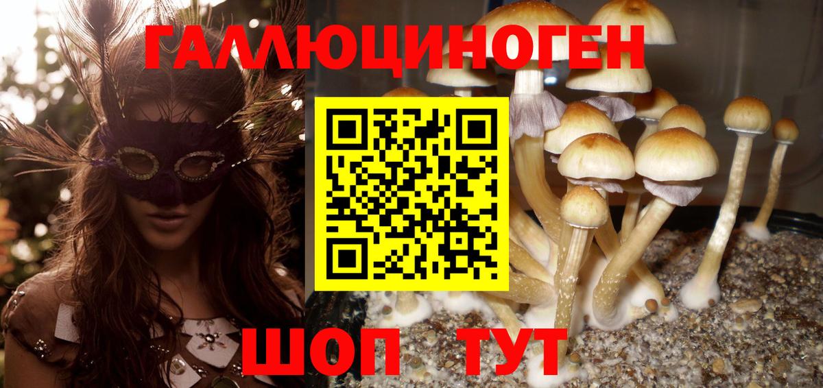 Галлюциногенные грибы Psilocybine cubensis Тимашёвск